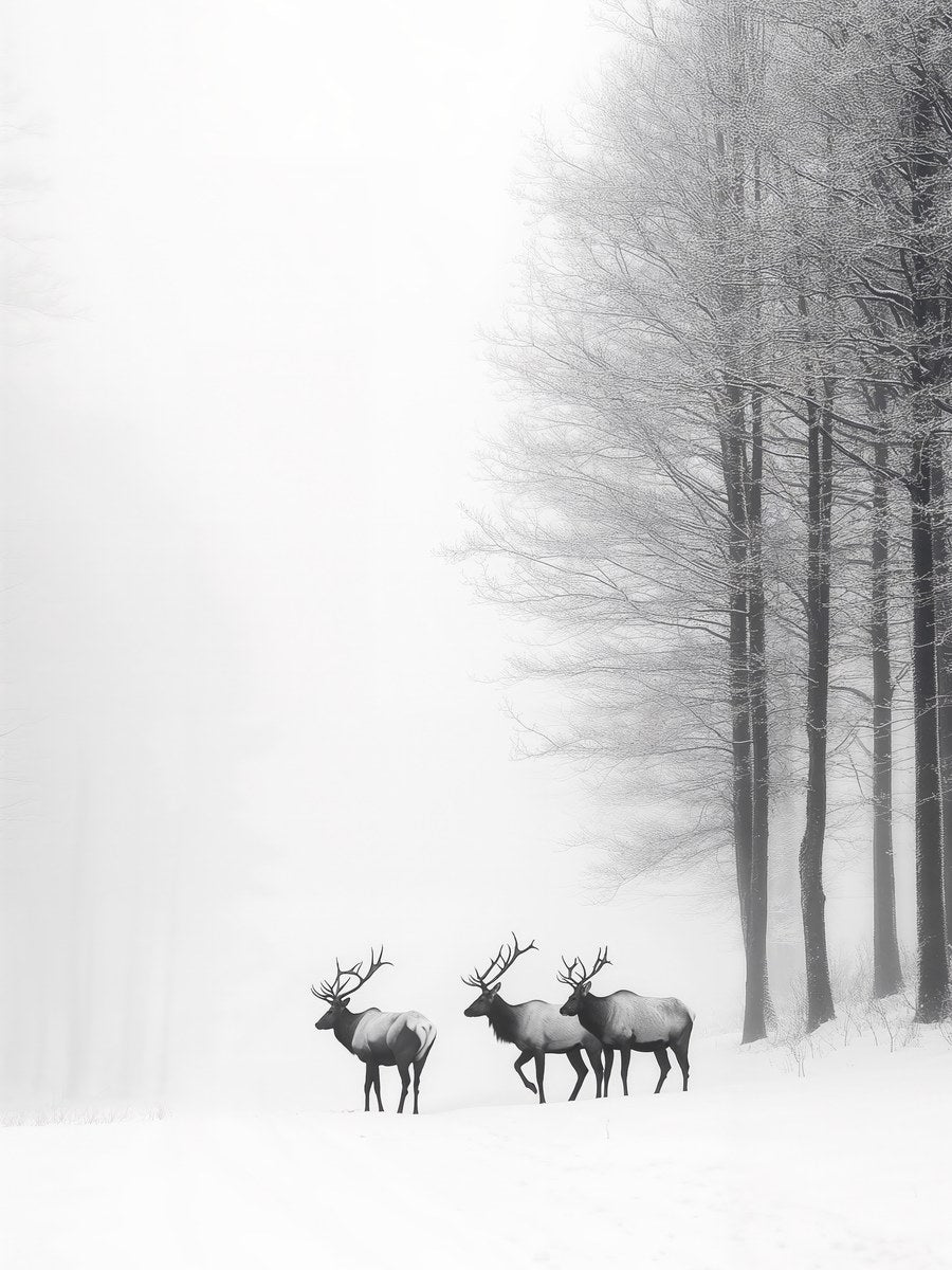 Winter's Grace_2026