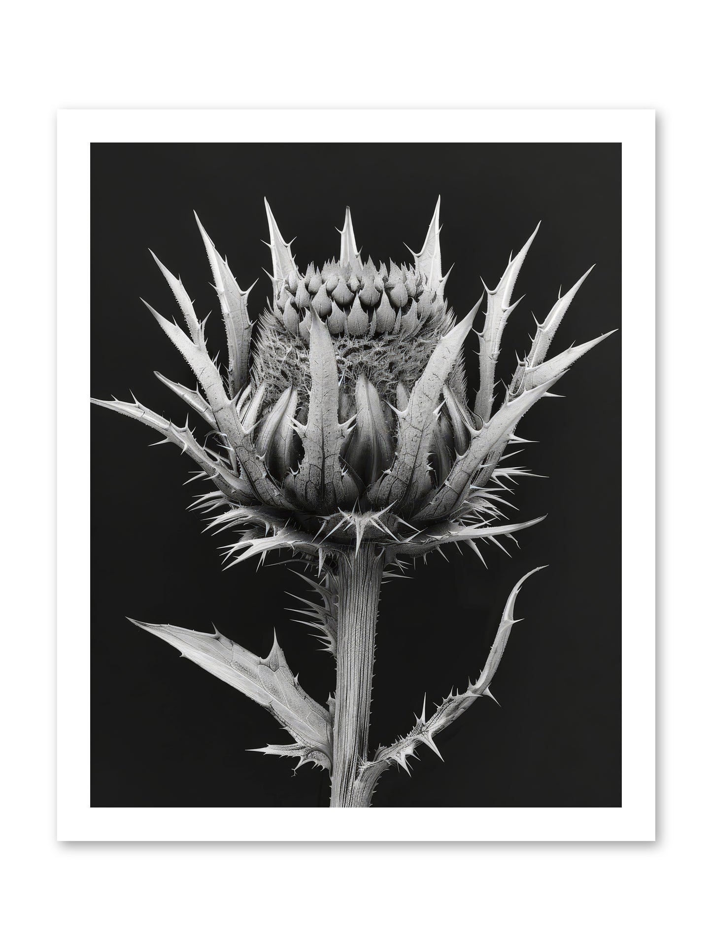 Chardon Bleu -- Paper Print 16x20