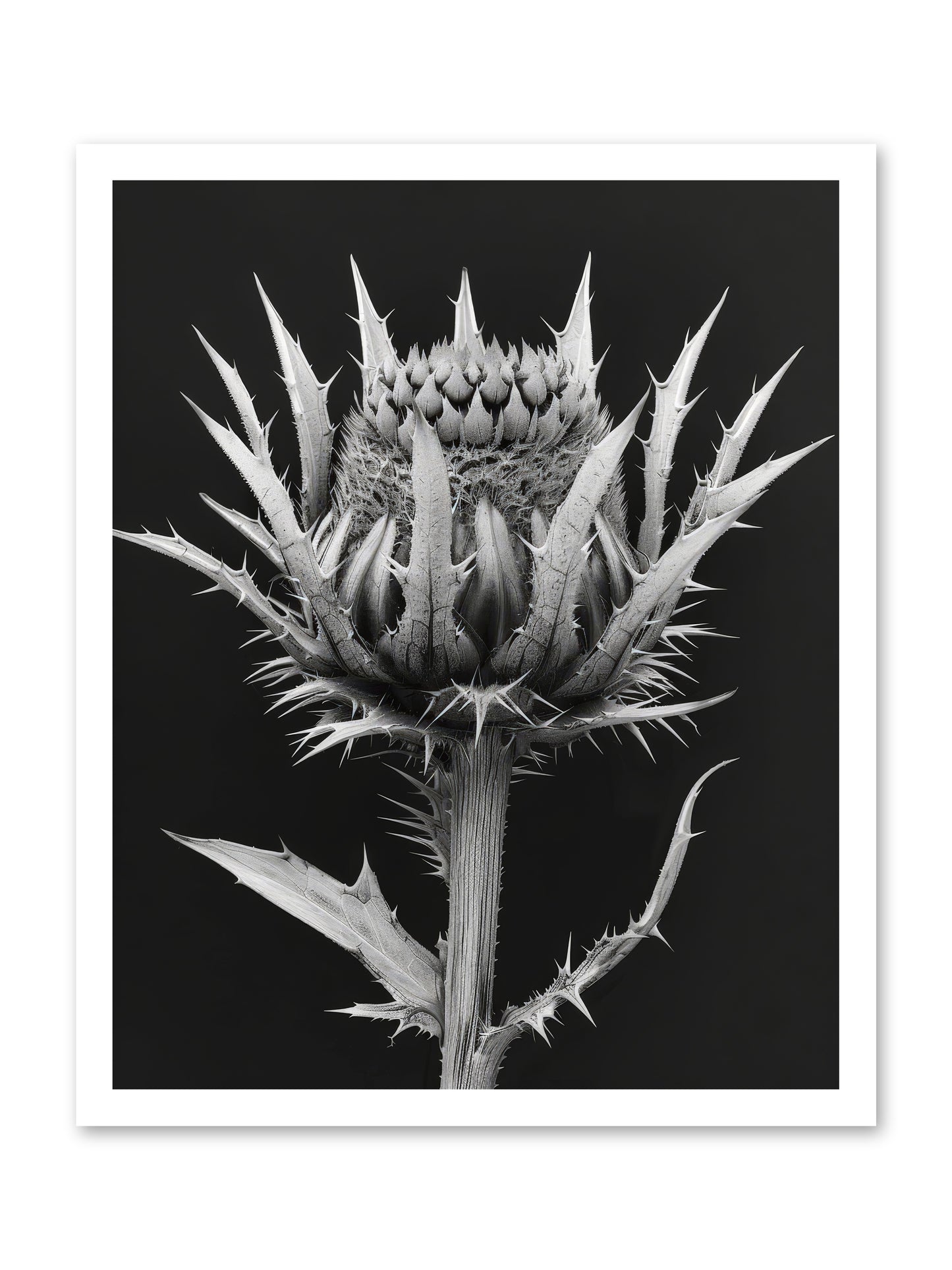 Chardon Bleu -- Paper Print 20x25