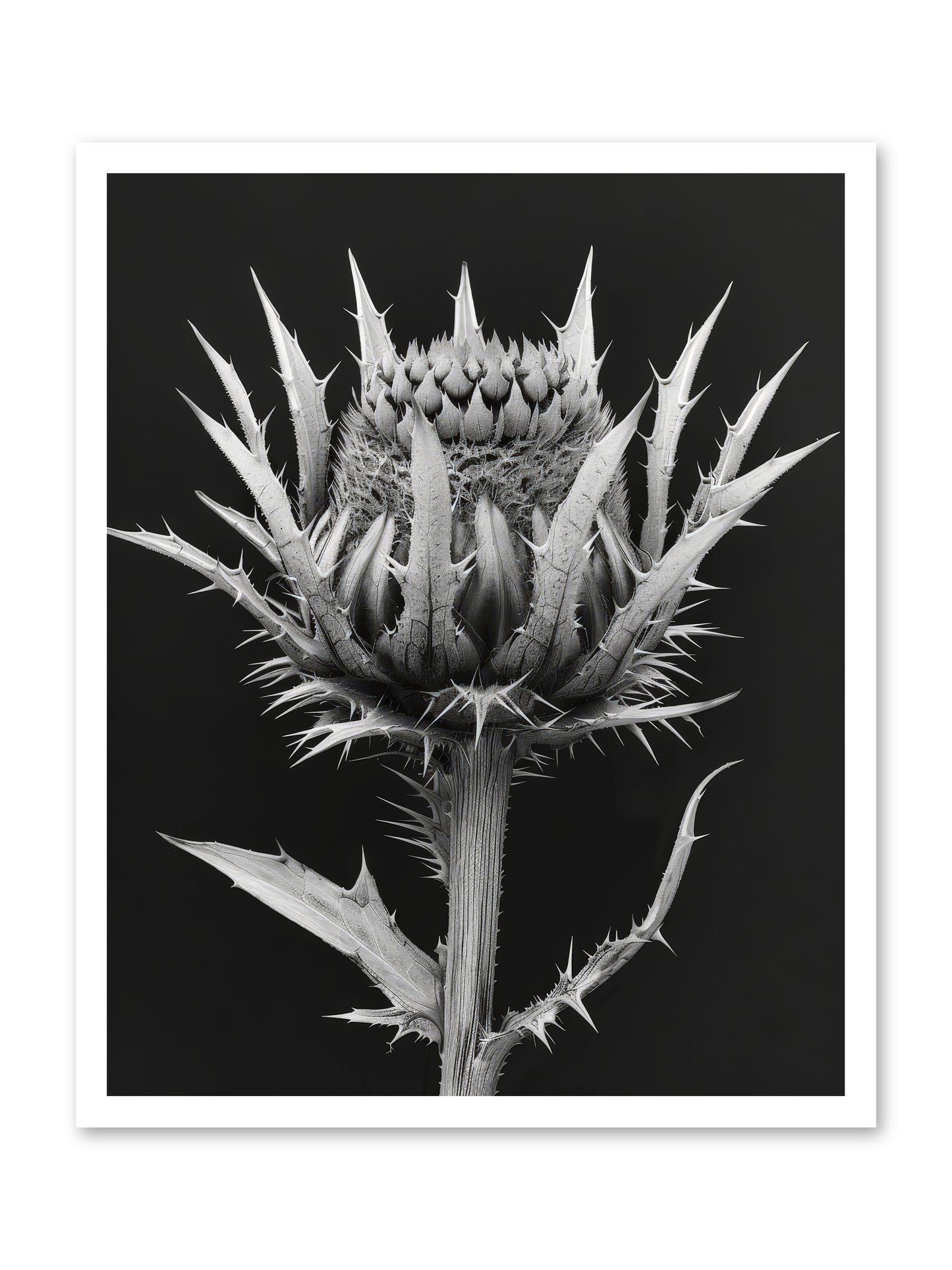 Chardon Bleu -- Loose Canvas Print 24x30