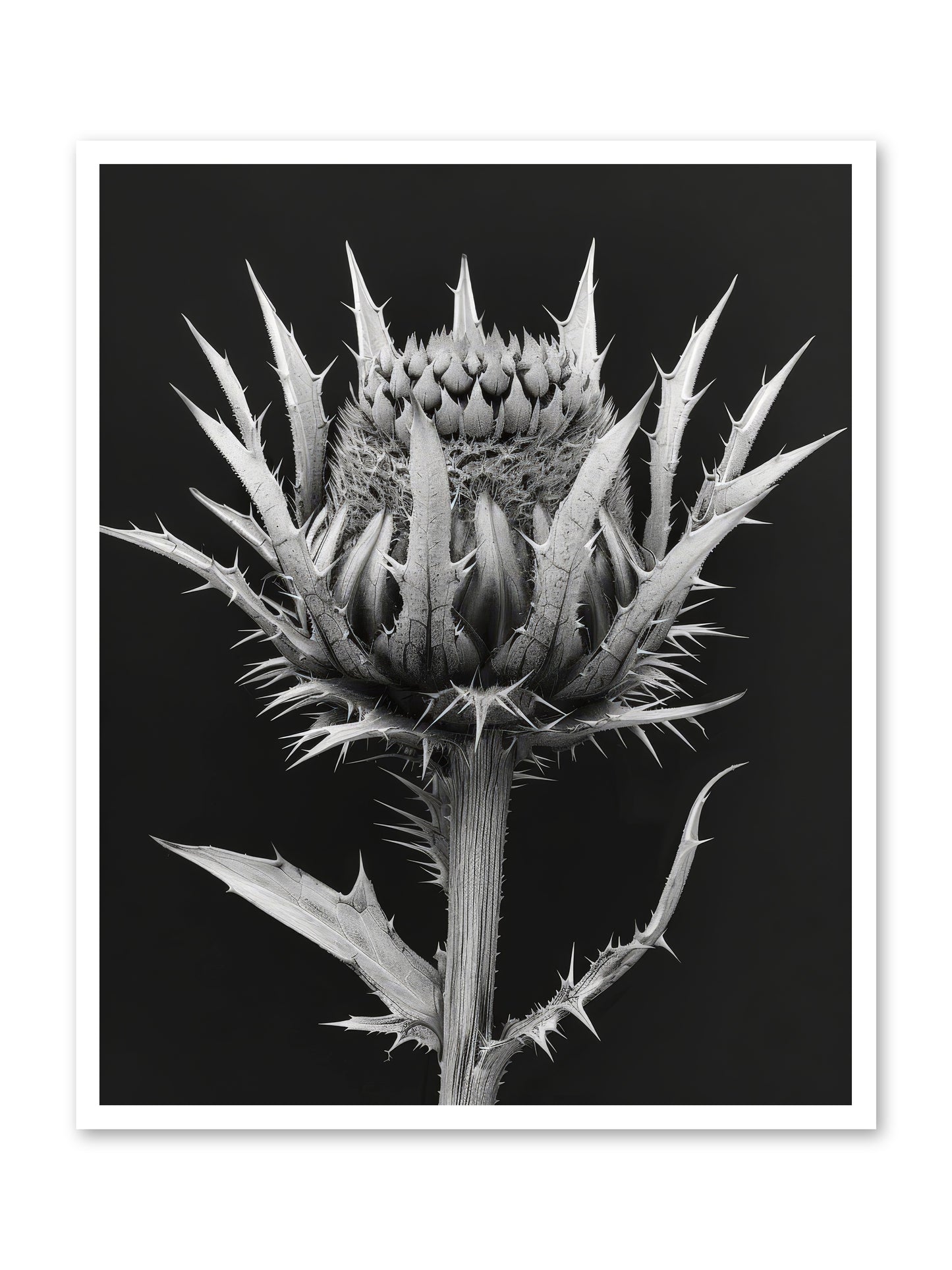 Chardon Bleu -- Paper Print 32x40