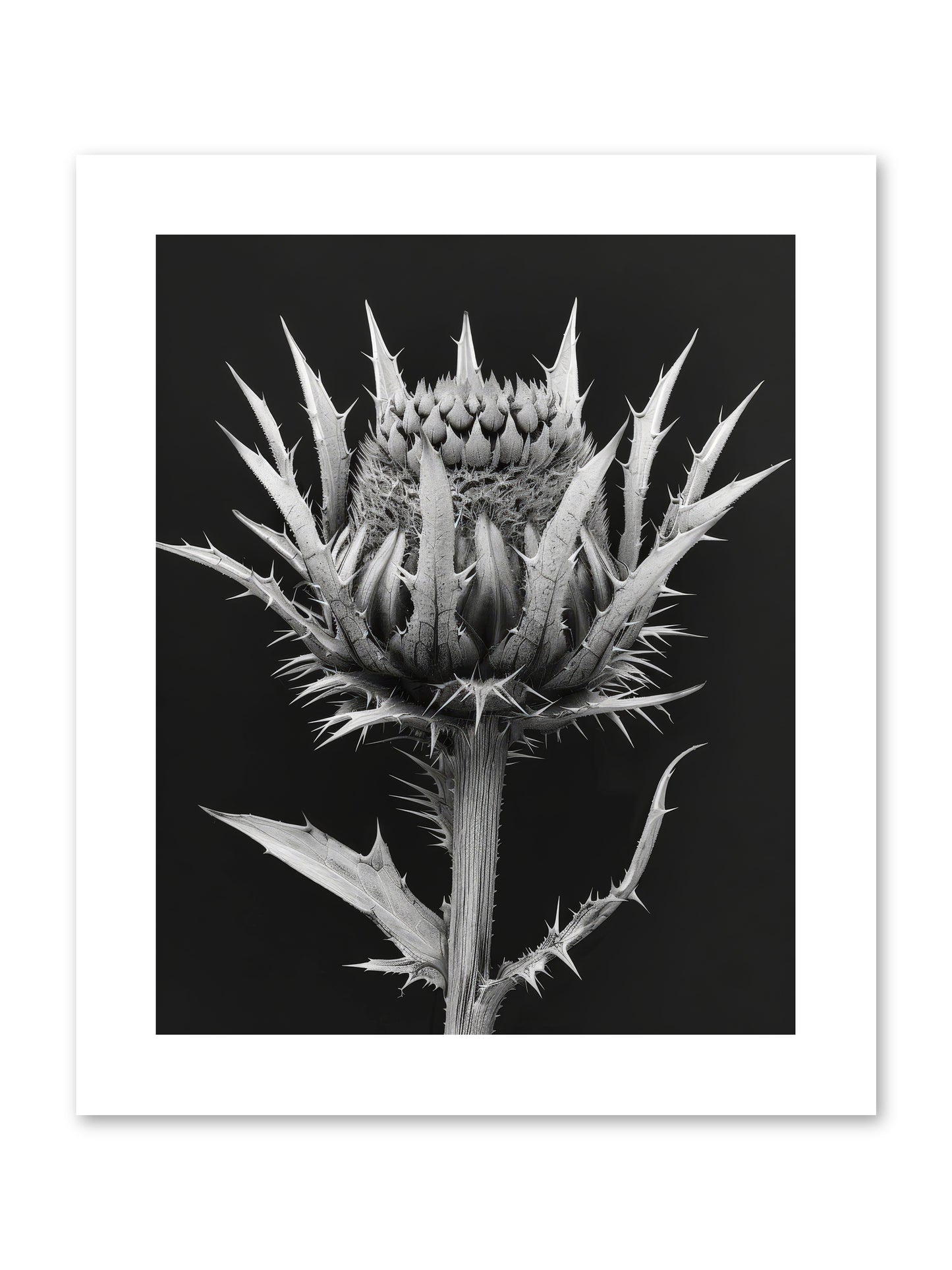 Chardon Bleu -- Paper Print 8x10