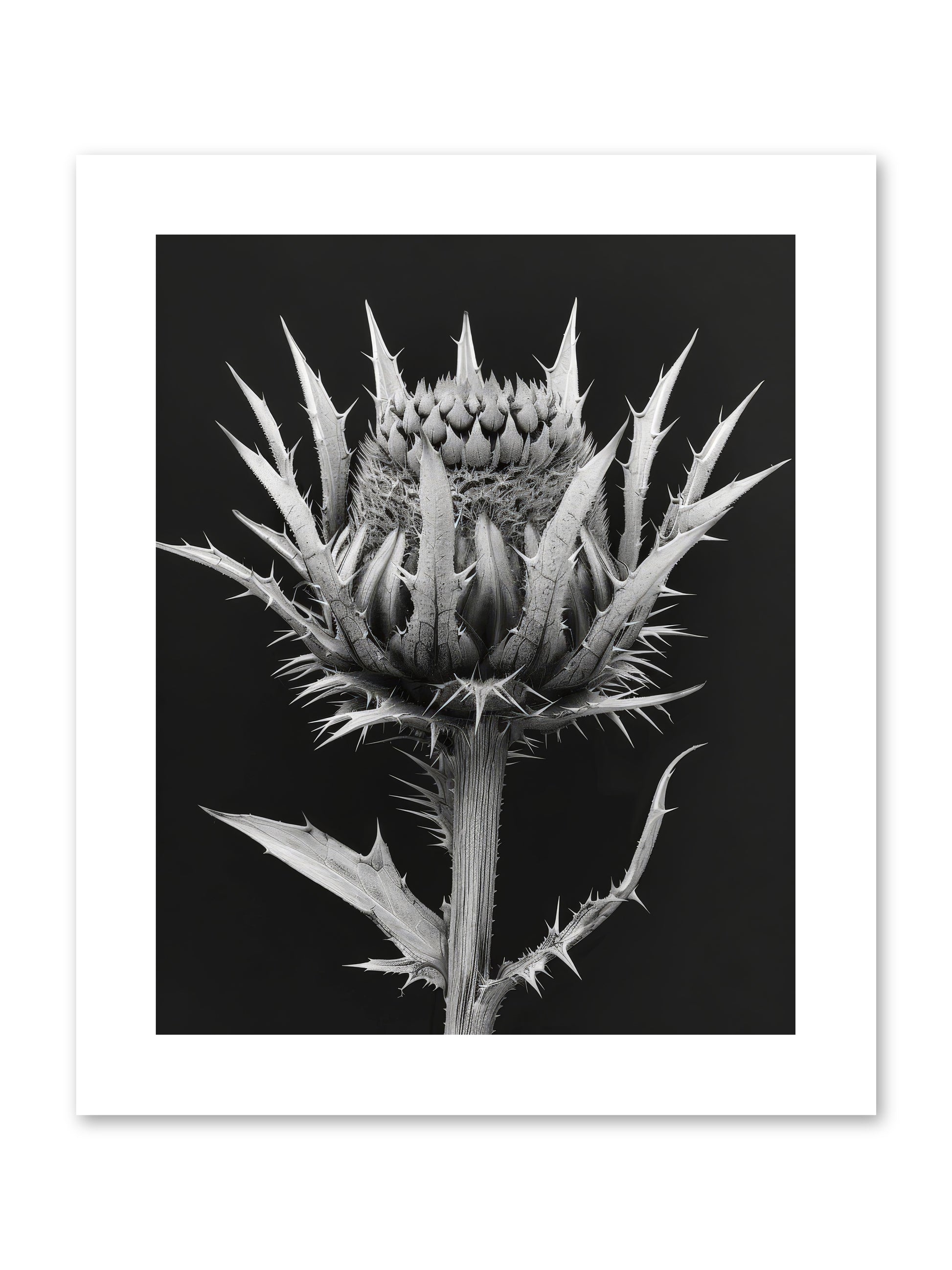 Chardon Bleu -- Paper Print 8x10