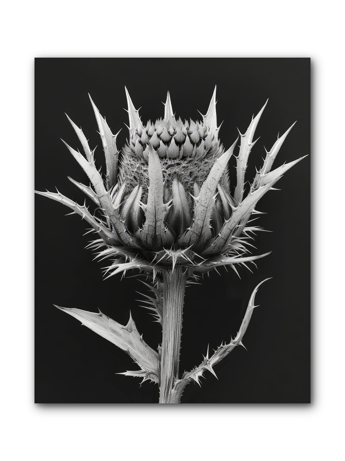 Chardon Bleu -- Wrapped Canvas 8x10